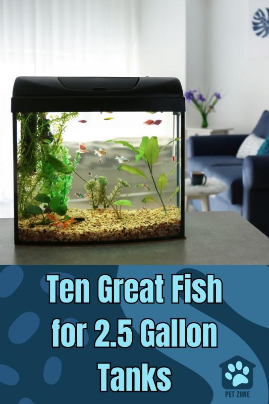 Ten Great Fish for 2.5 Gallon Tanks