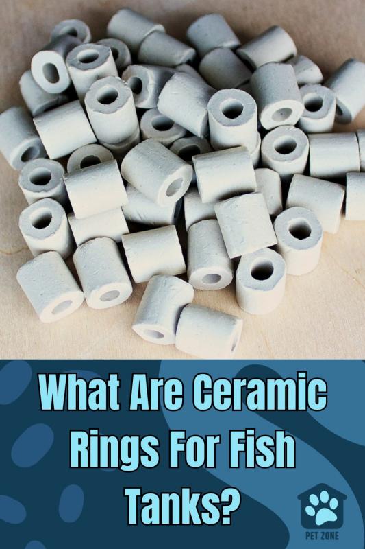 What Are Ceramic Rings For Fish Tanks?