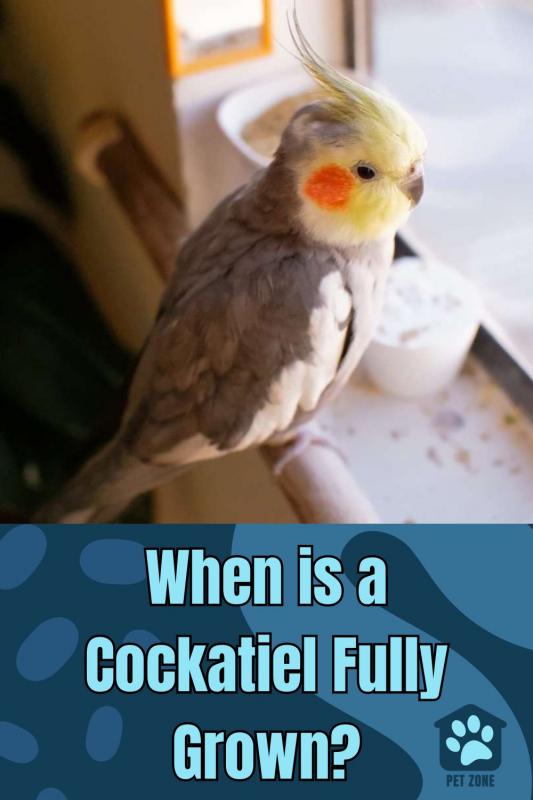 When is a Cockatiel Fully Grown?