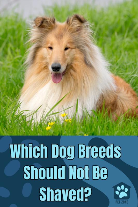 Which Dog Breeds Should Not Be Shaved?