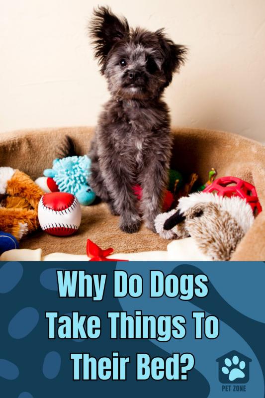 Why Do Dogs Take Things To Their Bed?