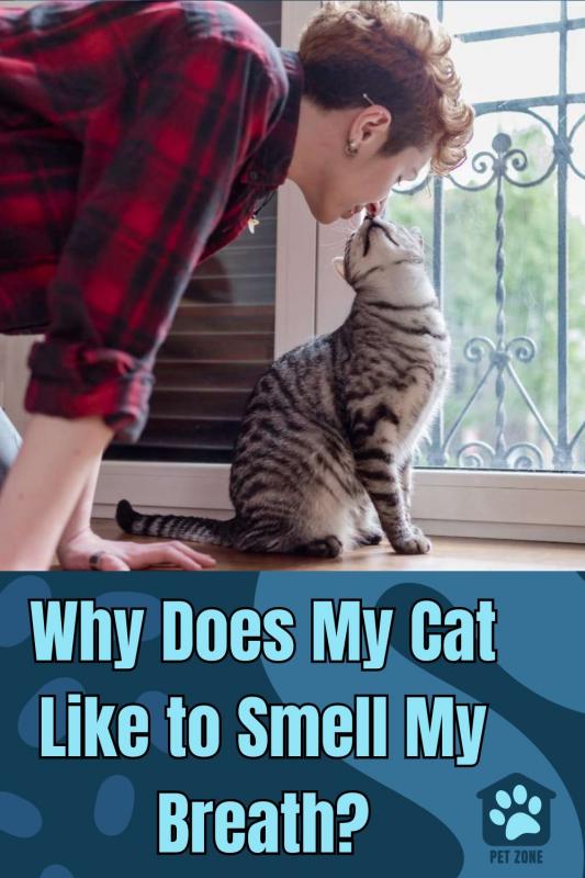 Why Does My Cat Like to Smell My Breath?