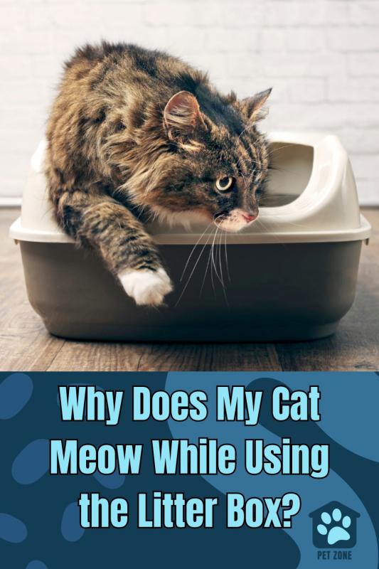 Why Does My Cat Meow While Using the Litter Box?