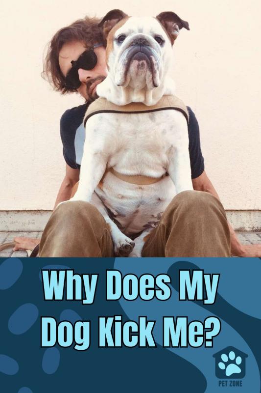 Why Does My Dog Kick Me?