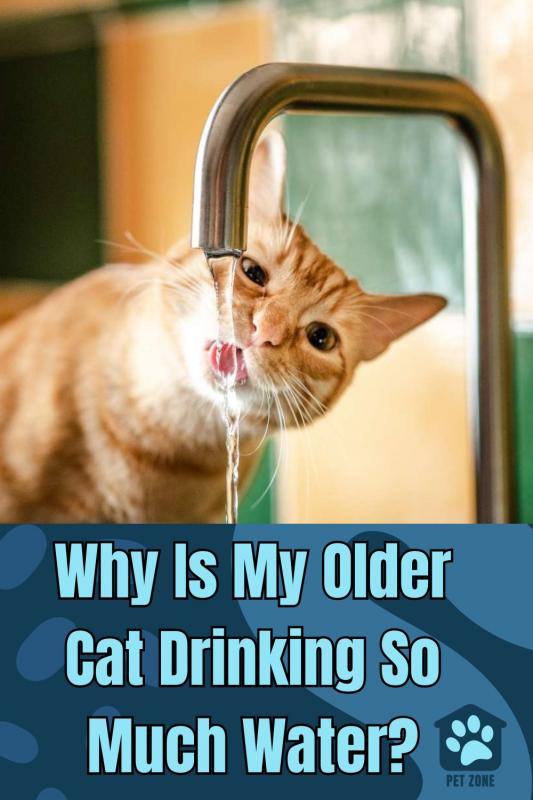 Why Is My Older Cat Drinking So Much Water?