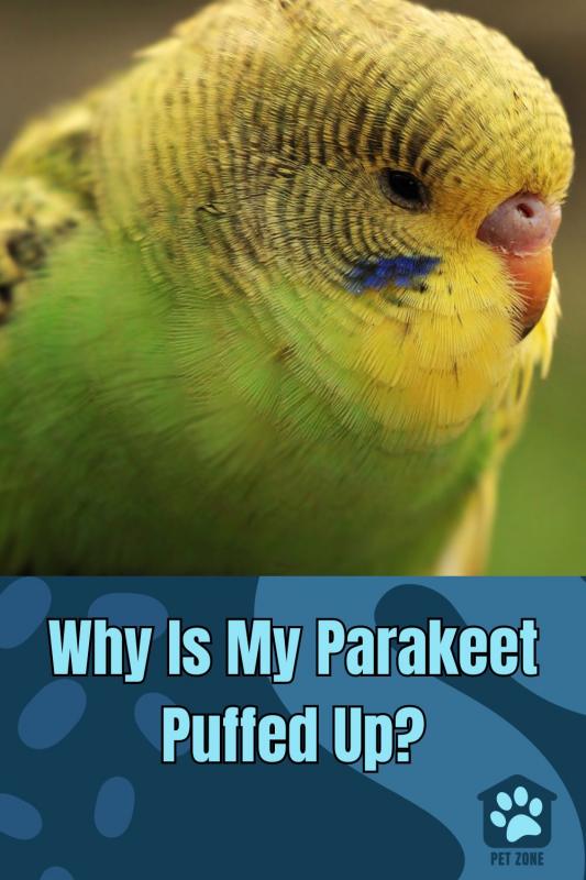 Why Is My Parakeet Puffed Up?