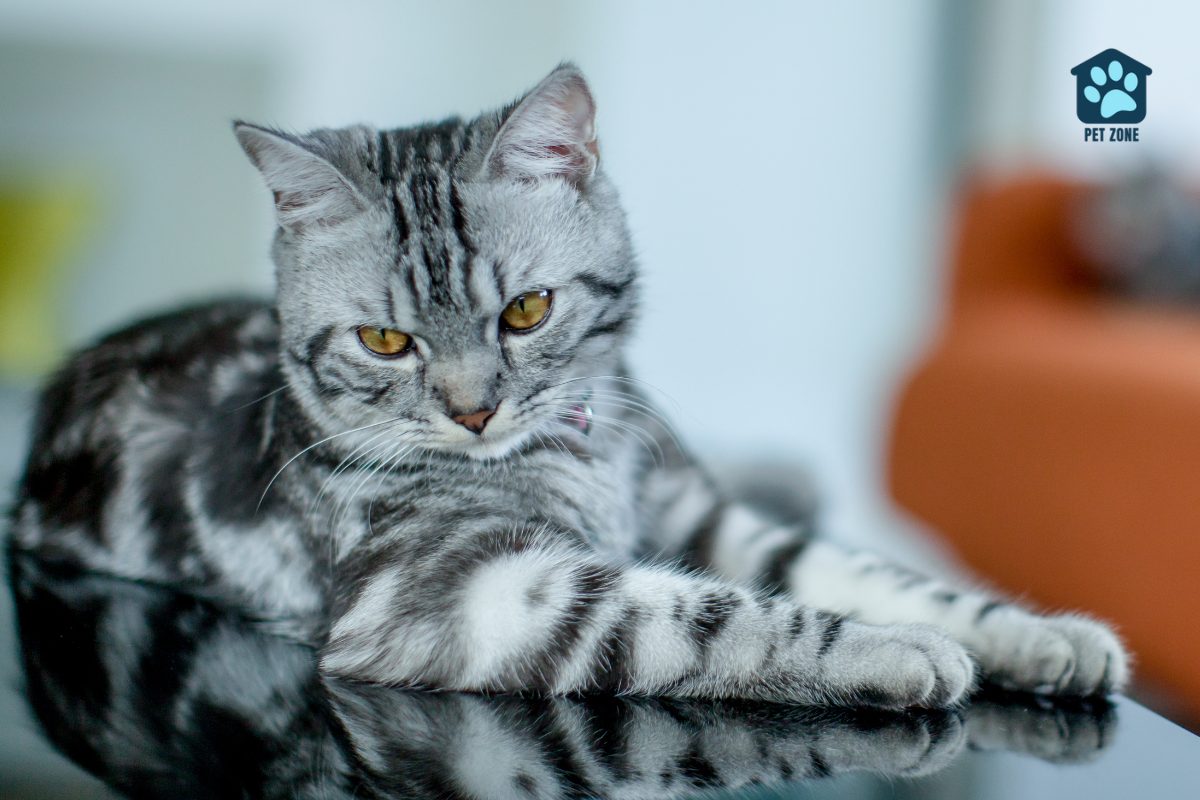 american shorthair cat breed