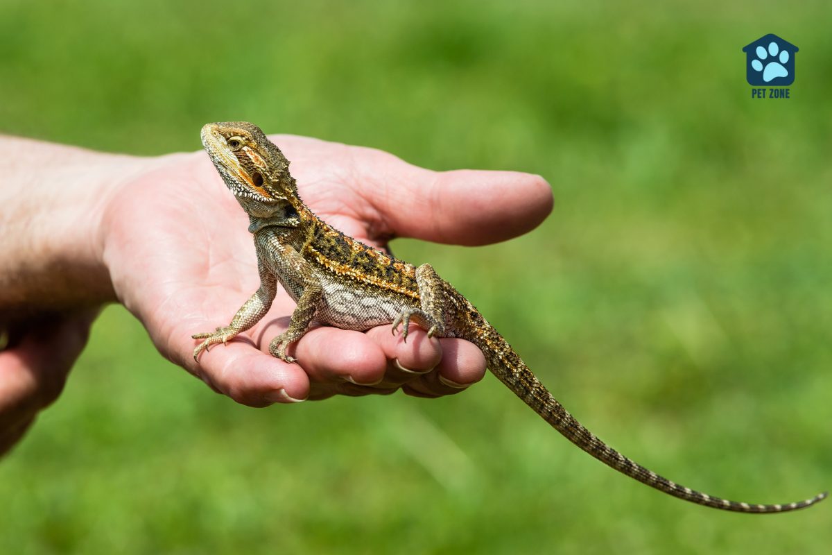 bearded dragon perched on owners hand