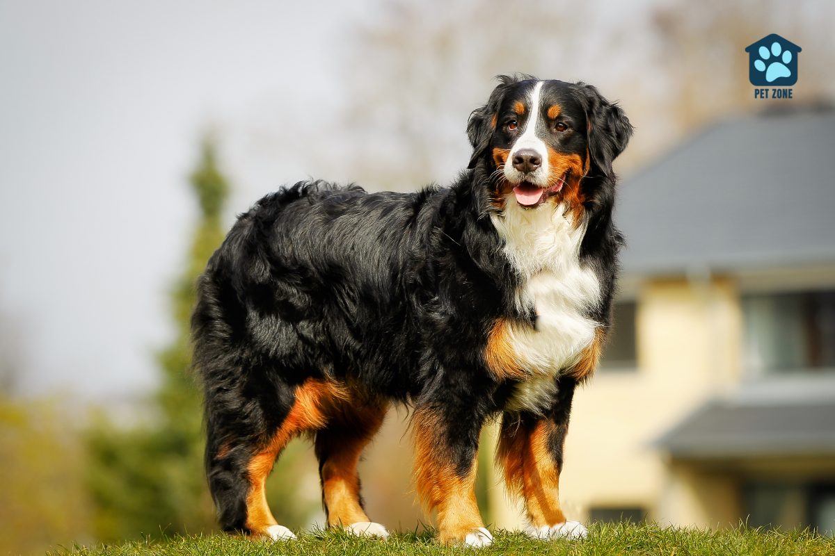 bernese mountain dog standing outside