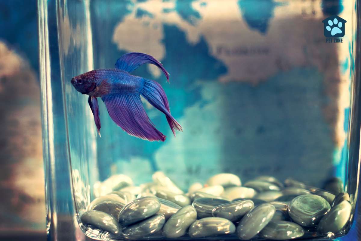 betta fish in front of wall map