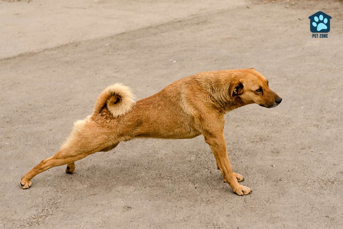 brown dog stretching his back legs