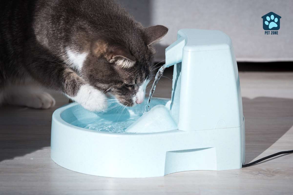 cat pawing at water in fountain