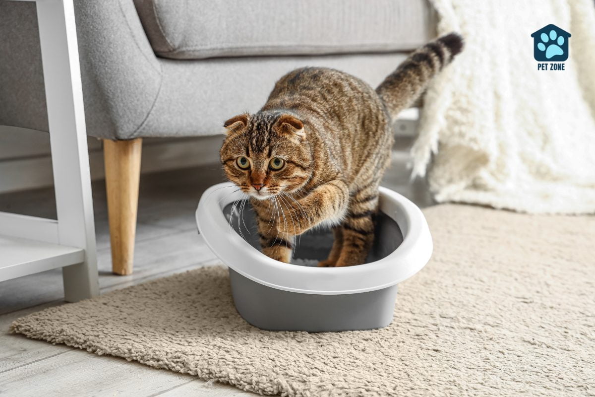 cat using litter box with anxious look