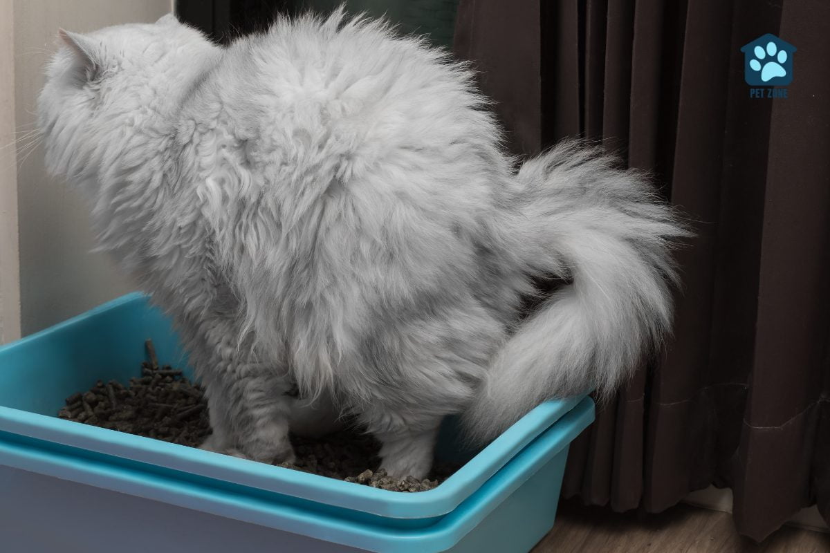 cat with arched back in litter box
