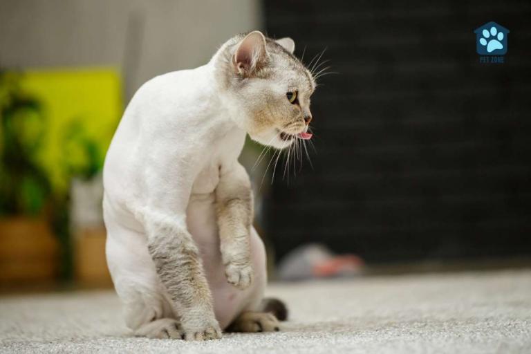 How Long Does It Take For Cat Hair To Grow Back?