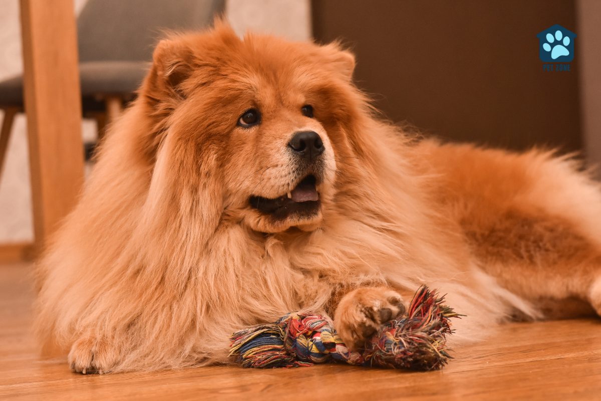 chow chow sitting on floor at home