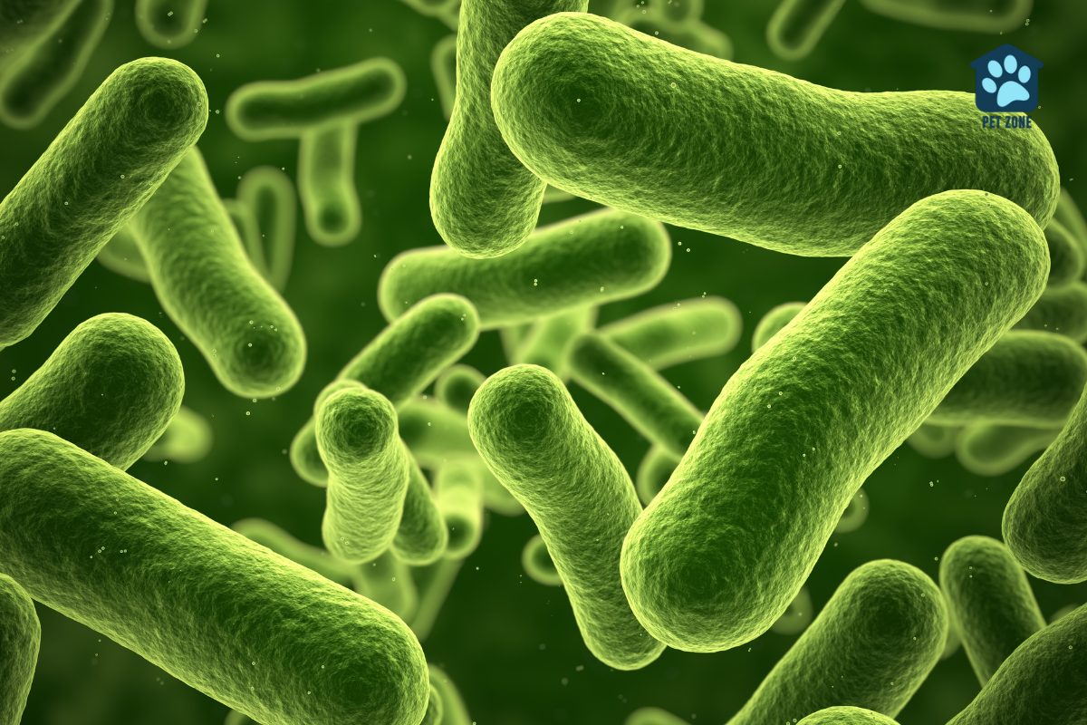 closeup of bacteria