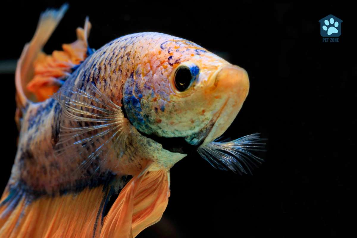 closeup of betta fish