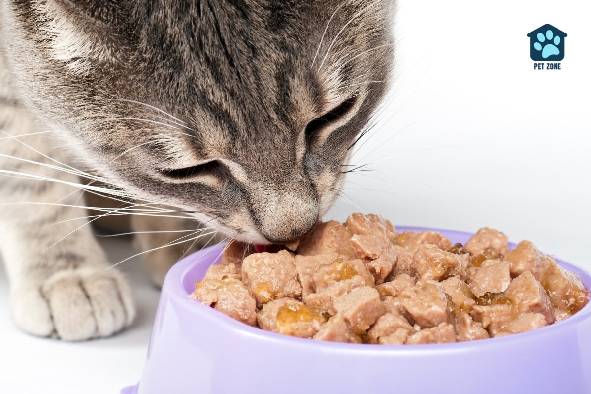 closeup of cat eating from bowl