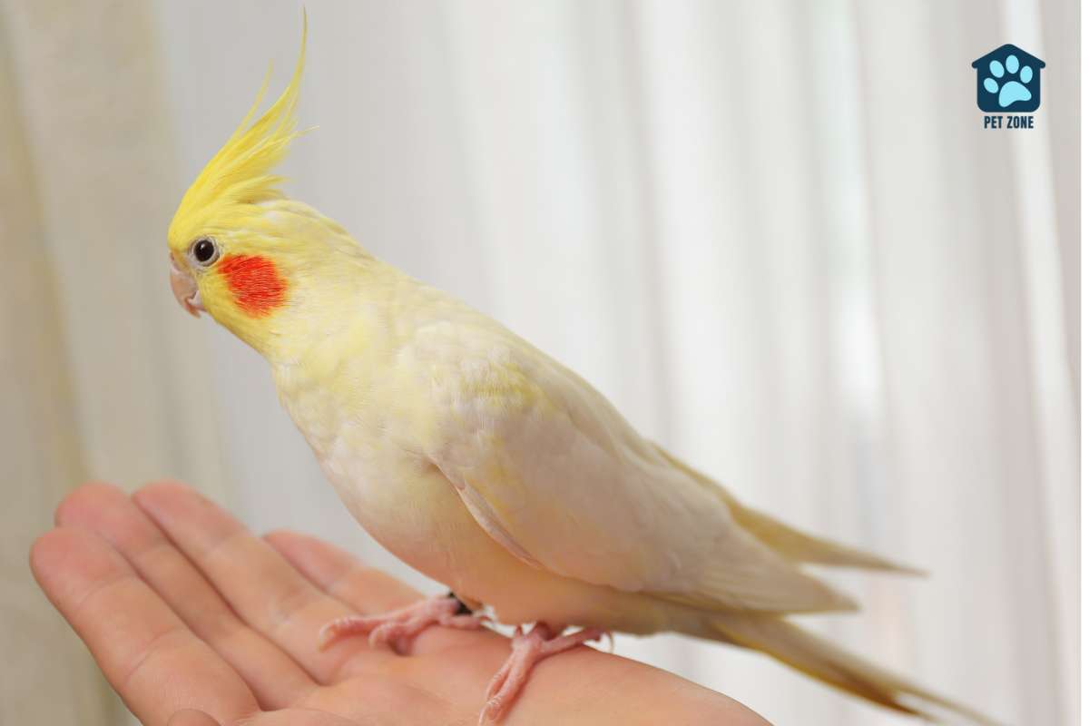 cockatiel on owners hand
