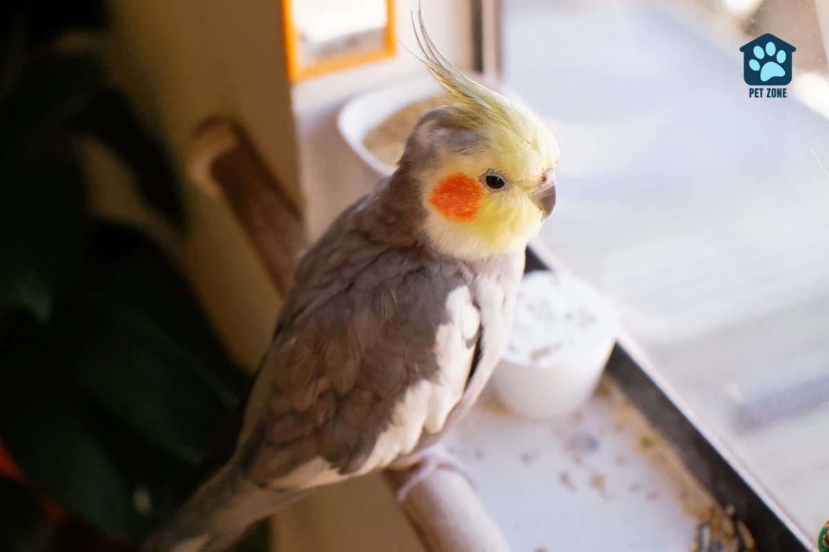 cockatiel on perch by window