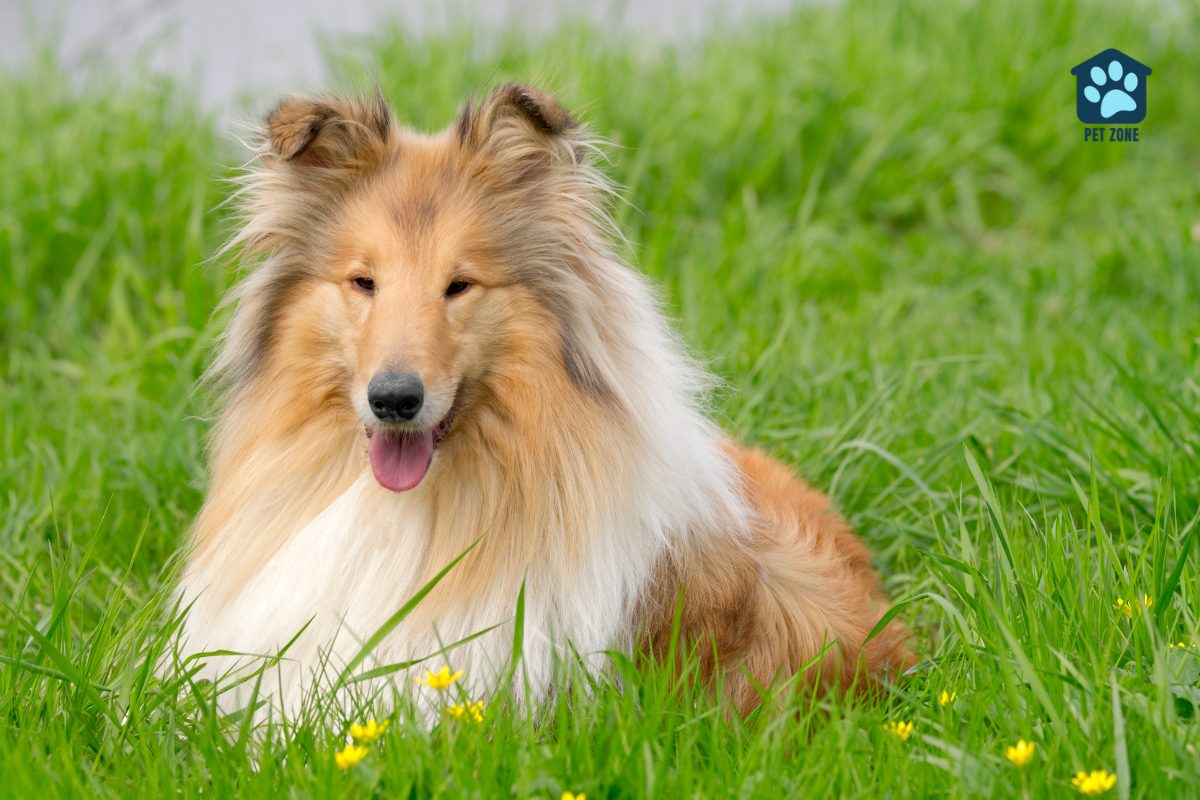 collie in the grass