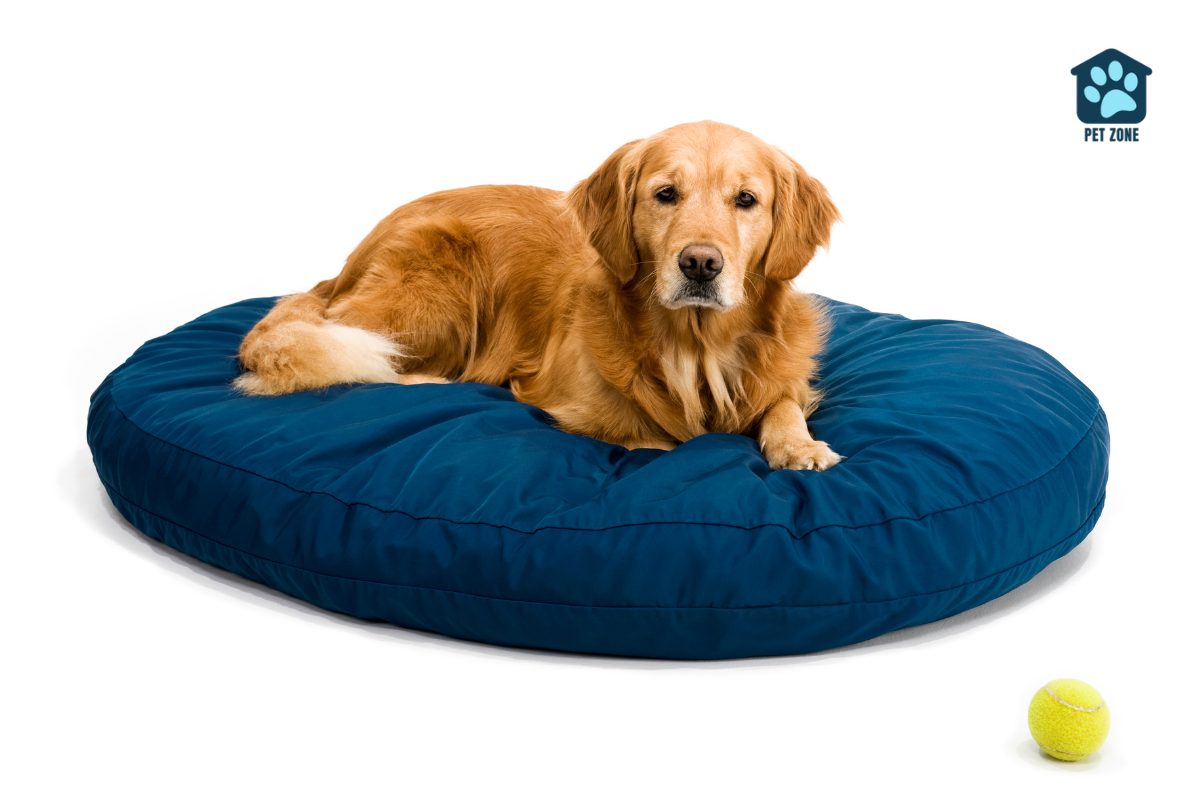 dog laying on blue dog bed