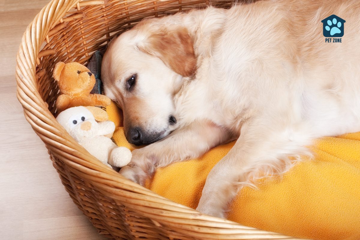 dog snuggled in bed with toys