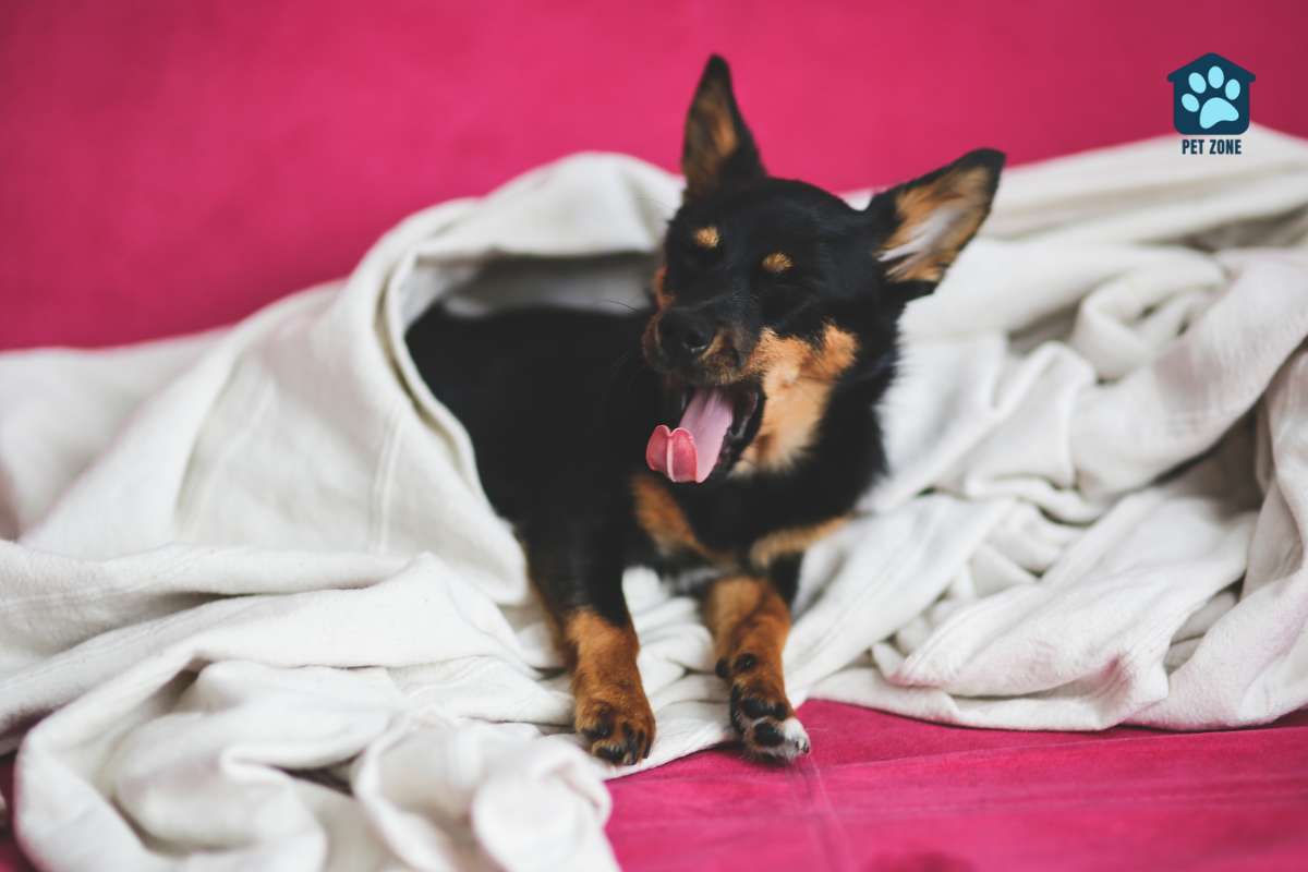 yawning dog wrapped in blanket