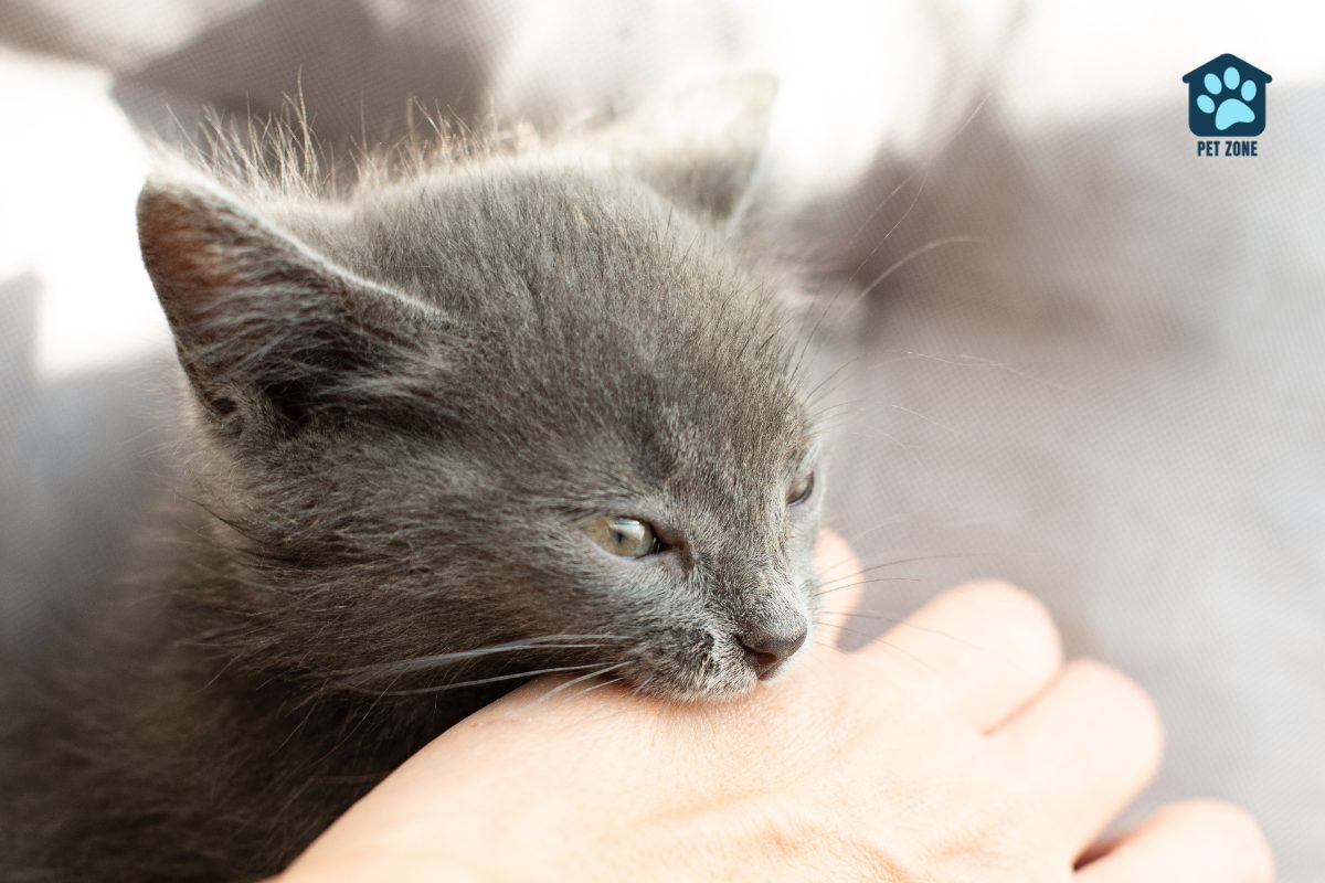 gray cat biting persons hand
