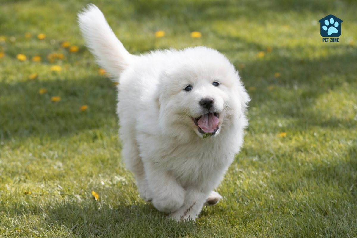 great pyrenees running across the grass