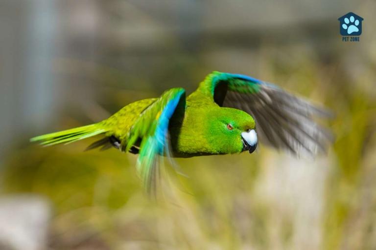 How Far Can A Parakeet Fly?