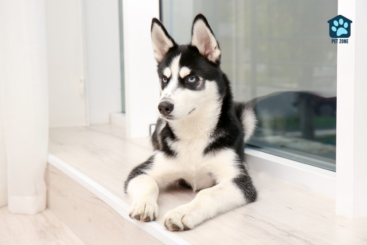 husky puppy at home