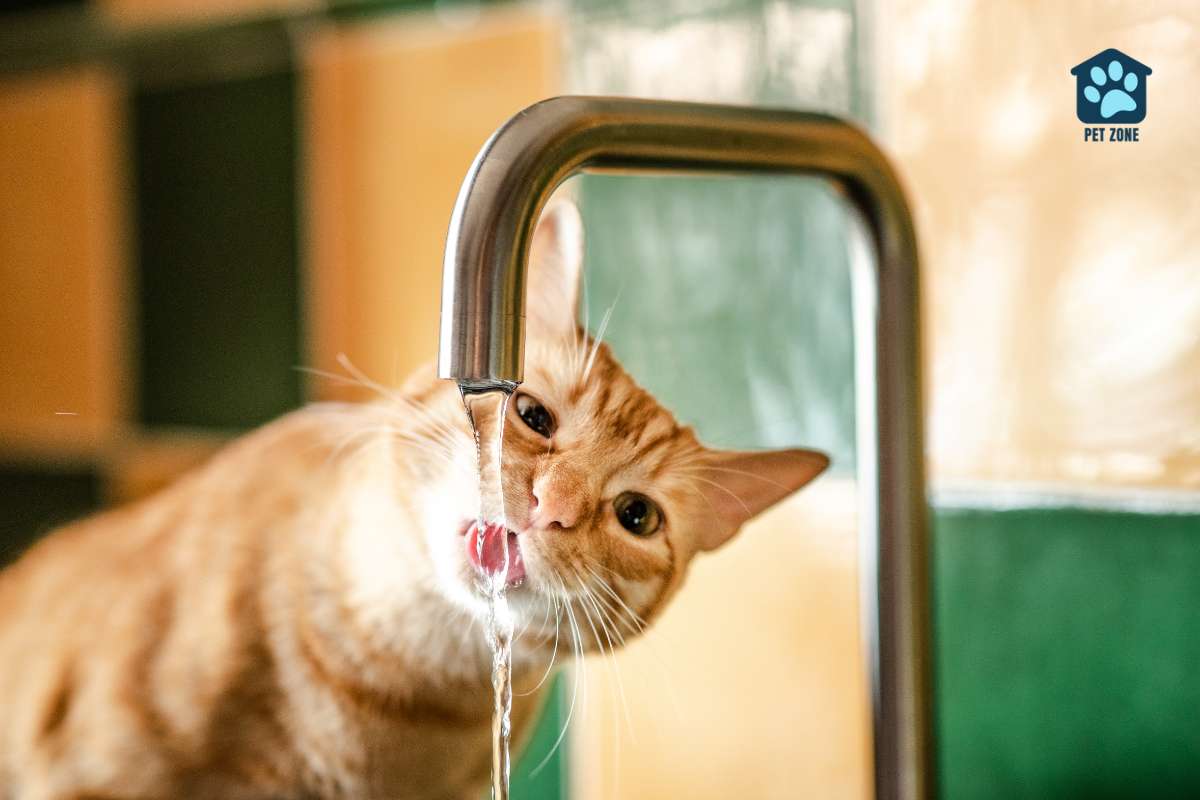 orange cat drinking from faucet