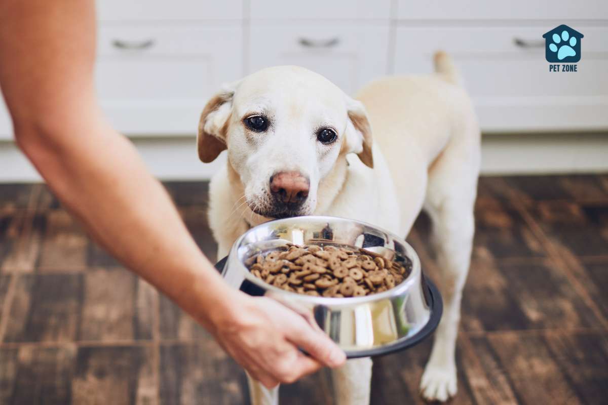 owner holding bowl of food in front of dog