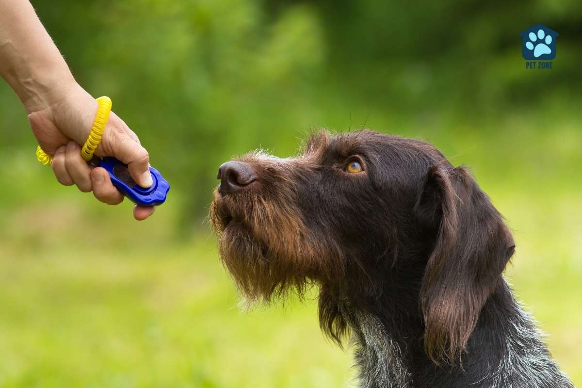 owner training dog with clicker