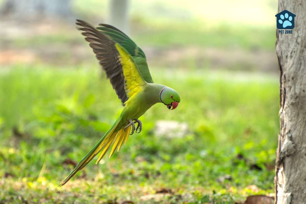 parakeet flying near the ground