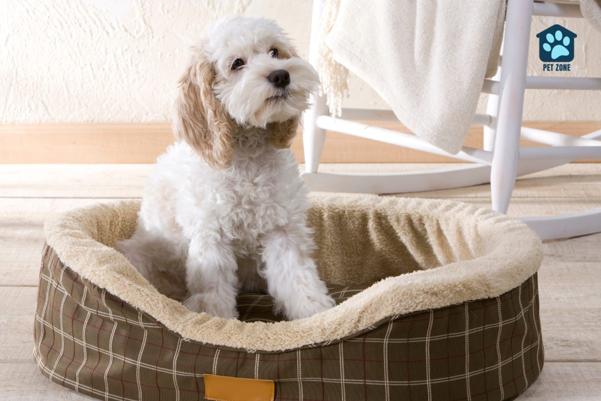 poodle sitting in brown dog bed