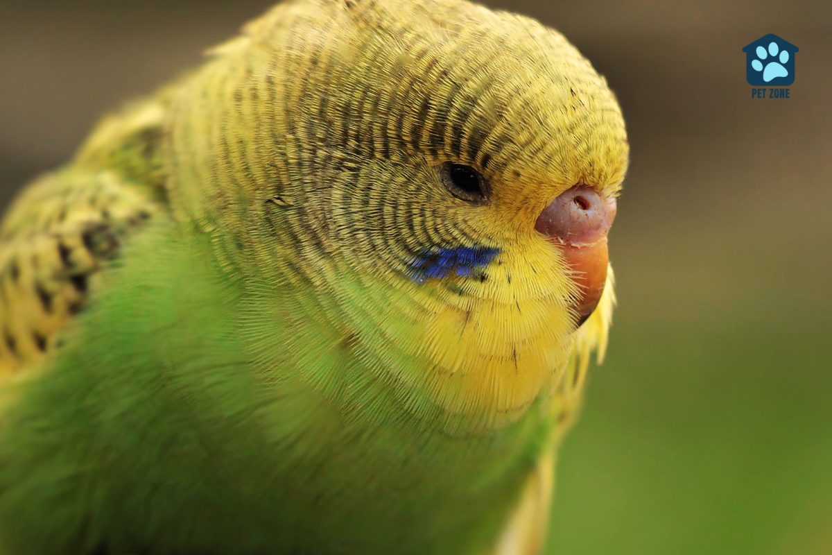 puffed up green and yellow parakeet