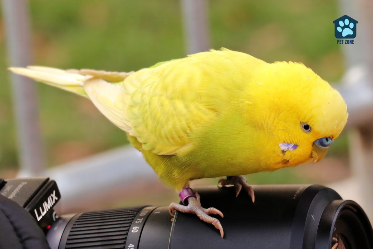 puffed up yellow parakeet sitting on camera