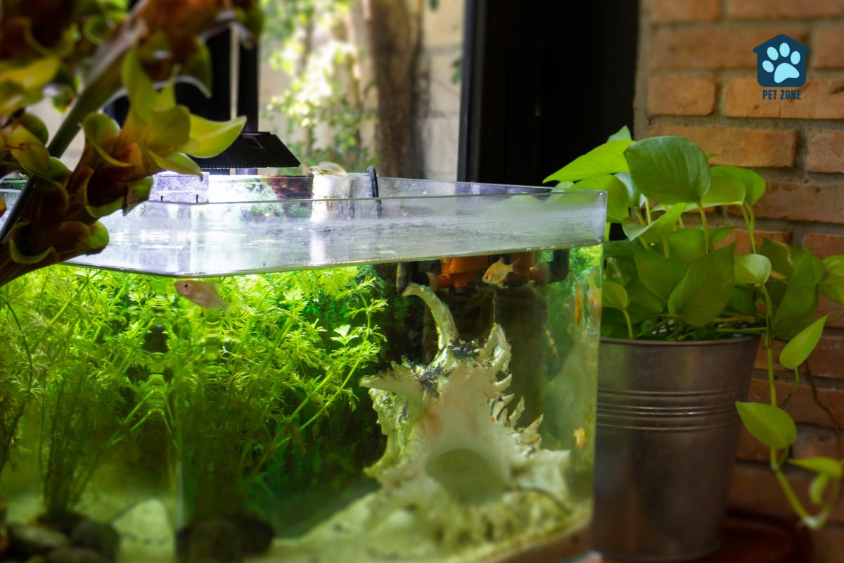 small fish tank on table near plants