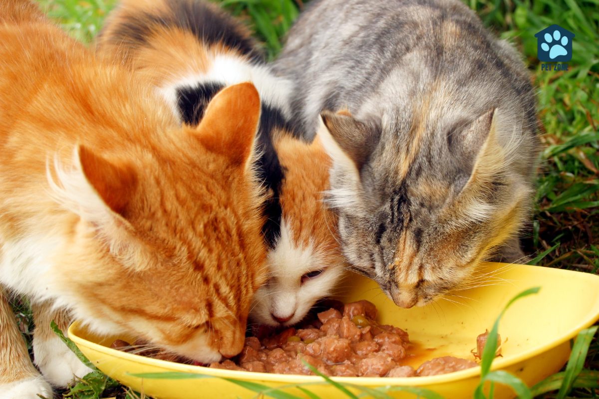 three cats eating from yellow bowl