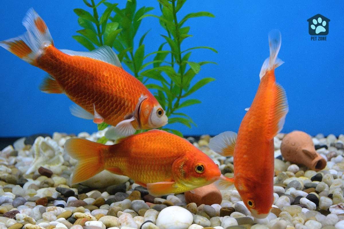 three goldfish feeding in aquarium