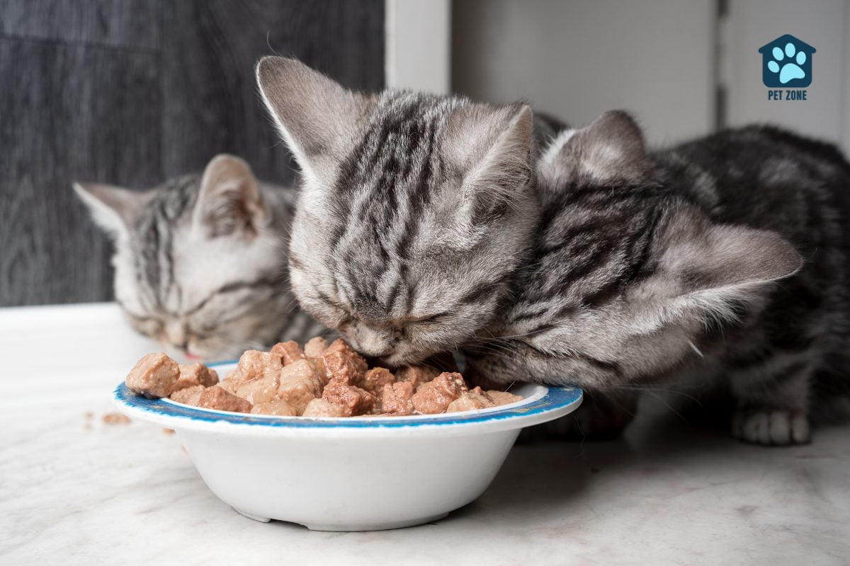 three gray tabby kittens eating