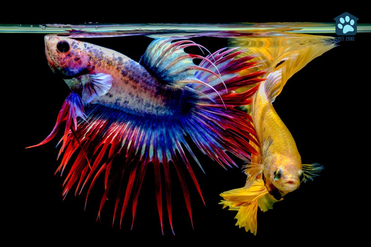 two bettas at water surface