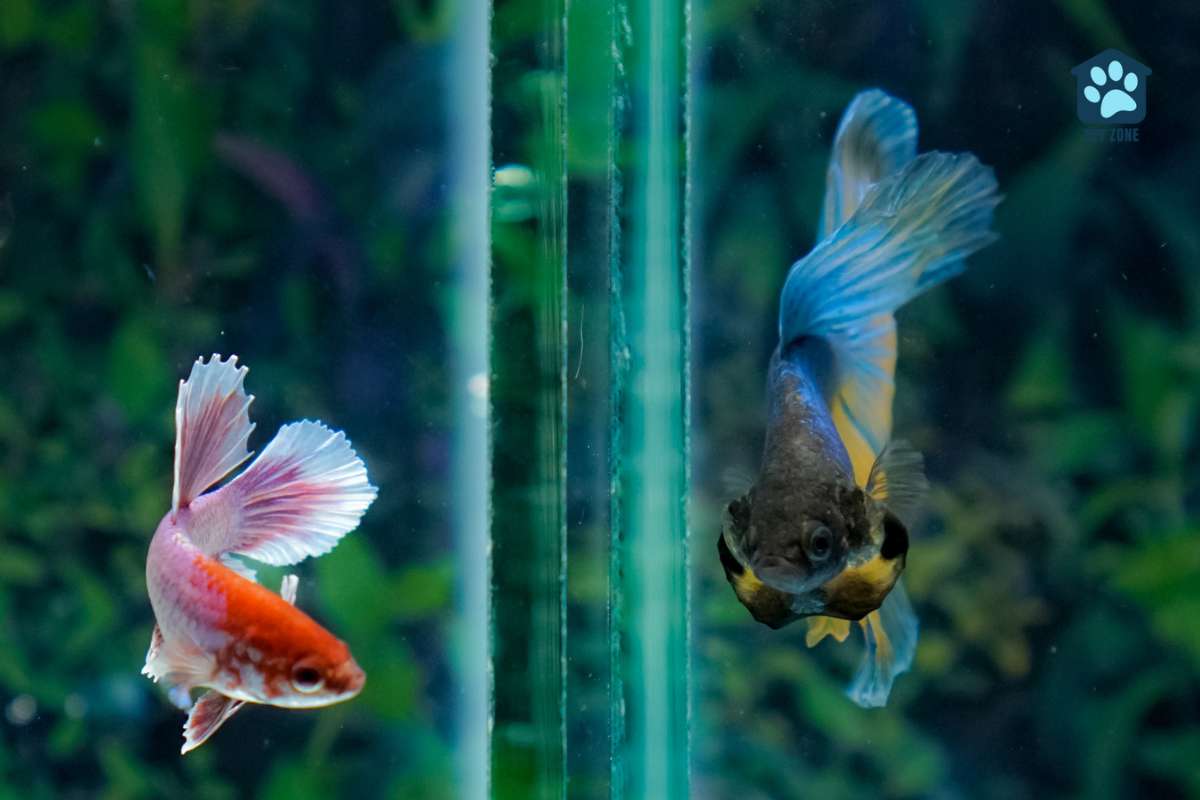 two bettas in partitioned tank