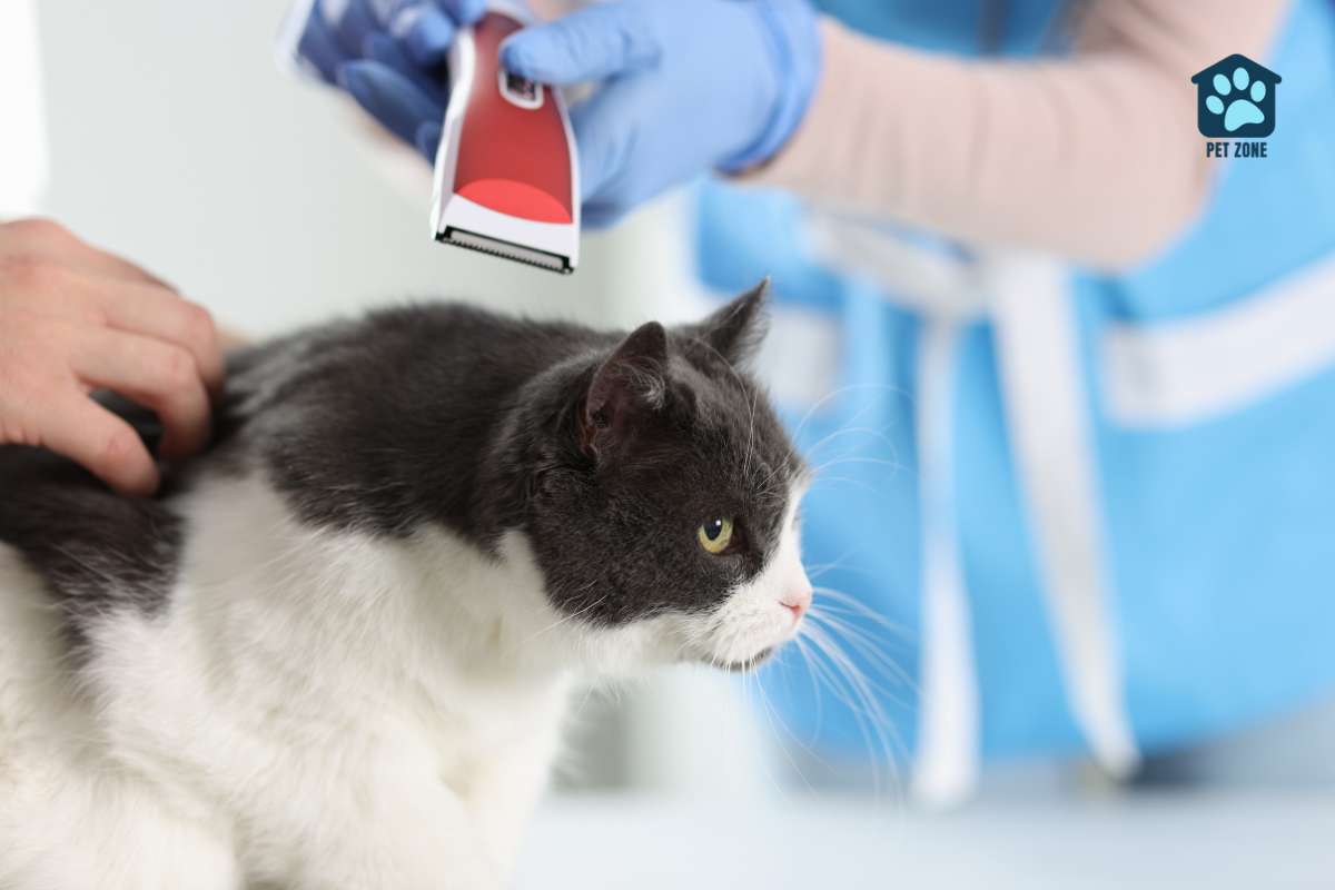 vet about to shave cat