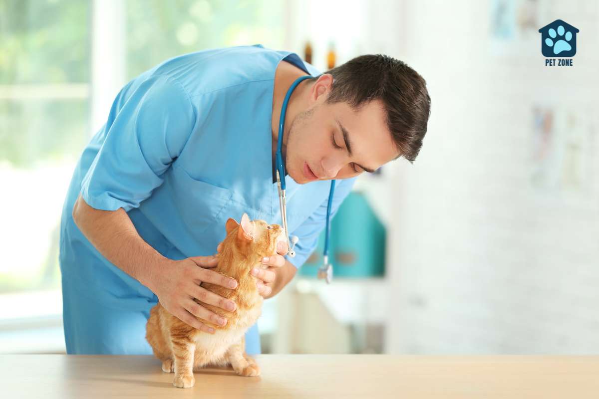 vet examining cat