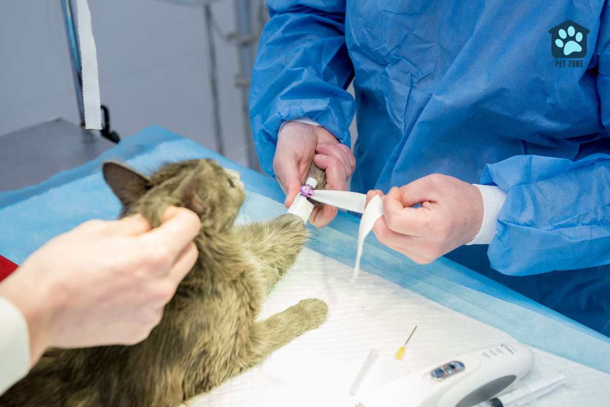 vet preparing cat for surgery