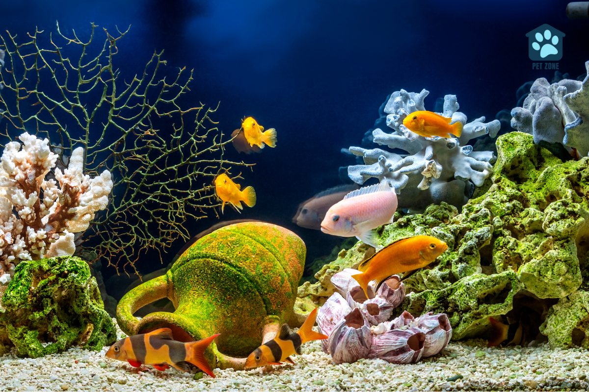 view of aquarium with fish